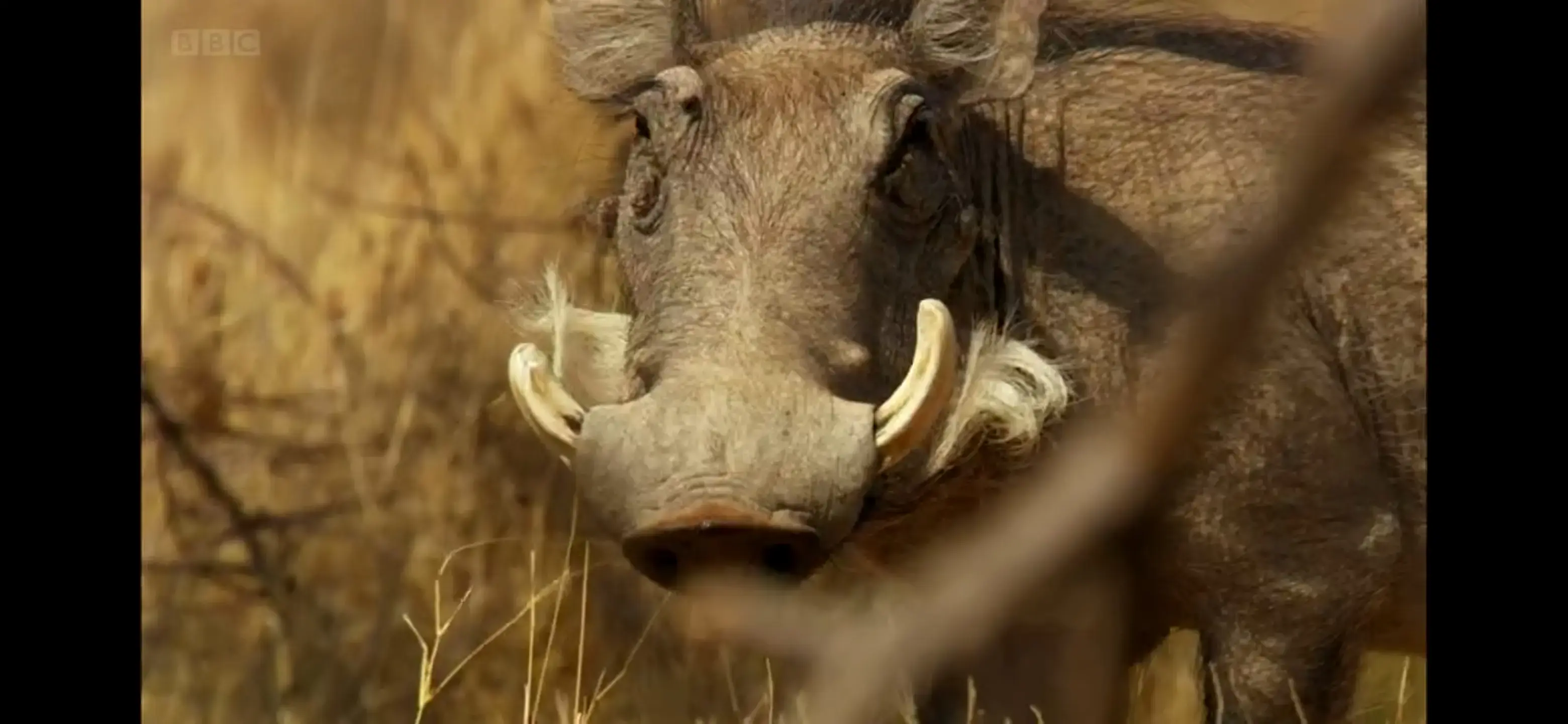 Southern warthog (Phacochoerus africanus sundevallii) as shown in Africa - Kalahari